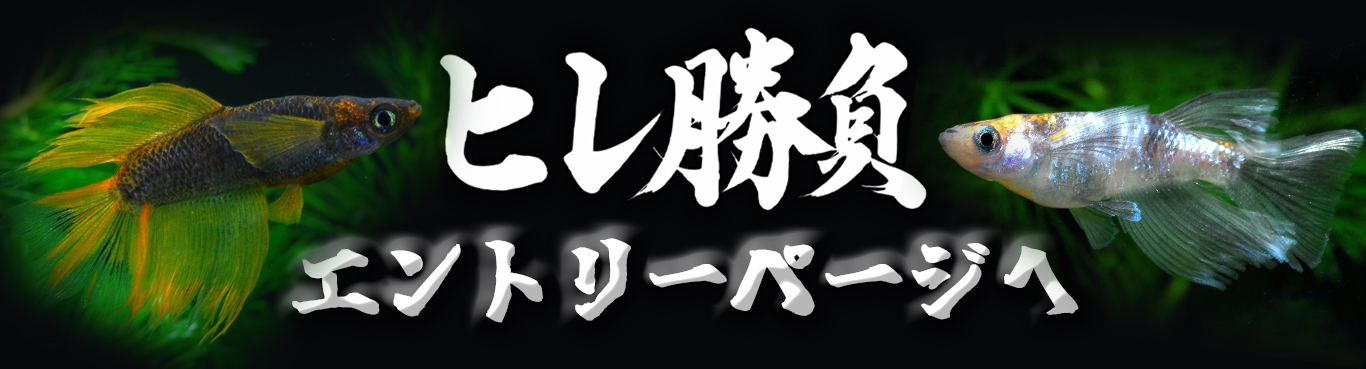 ヒレ勝負 エントリーページへ