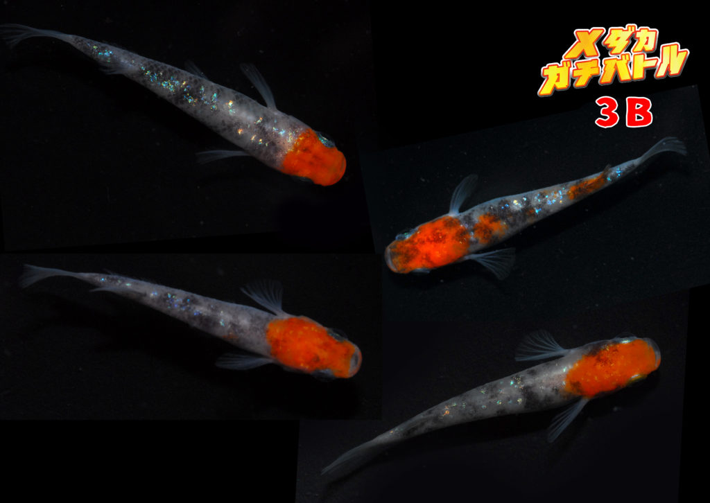 第3バトル【普通体型・非透明鱗三色】 | メダカガチバトル公式サイト